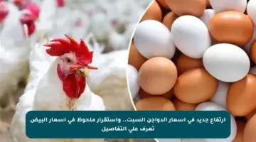 ارتفاع جديد في أسعار الدواجن السبت.. واستقرار ملحوظ في أسعار البيض تعرف على التفاصيل